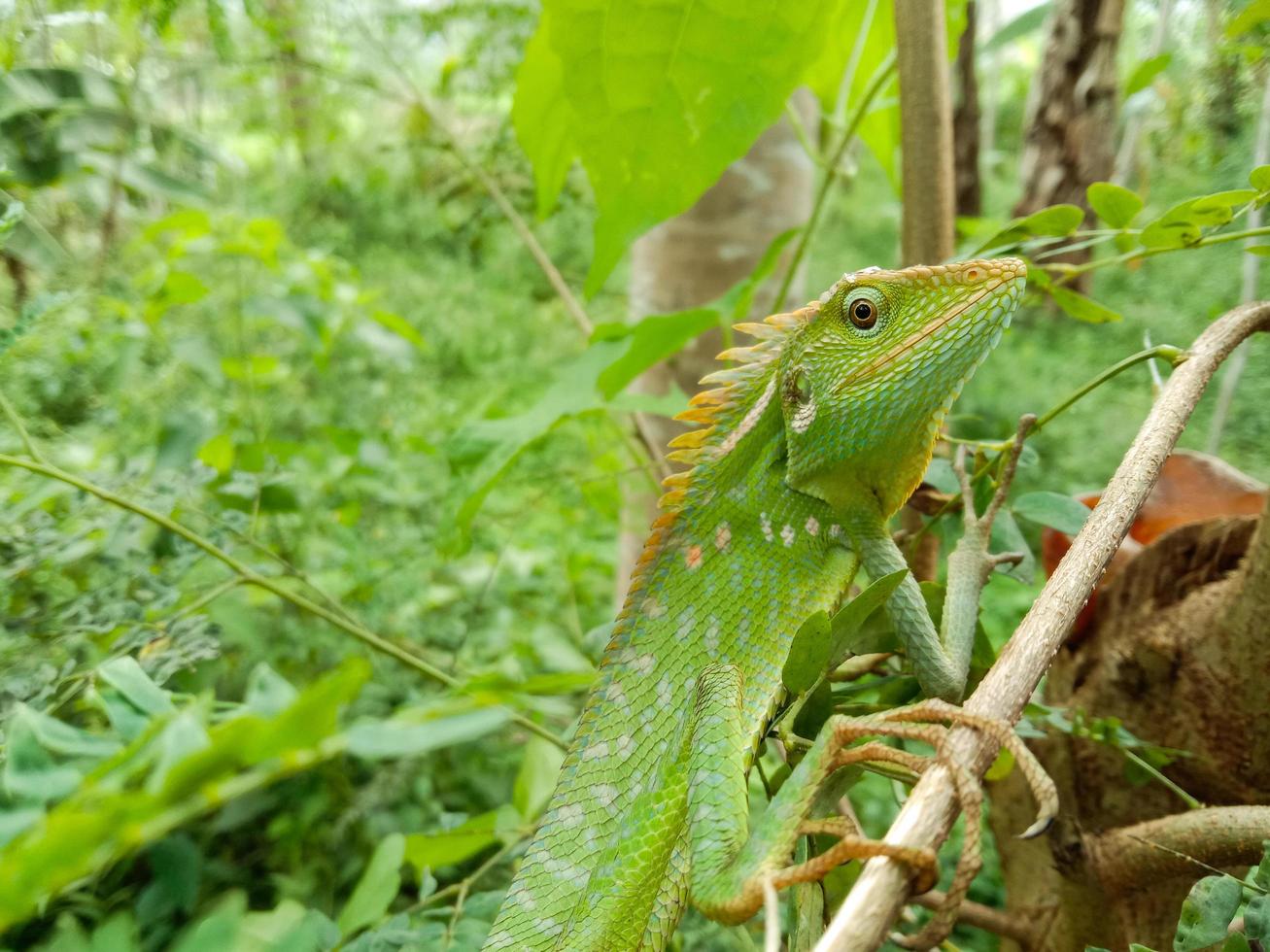 le caméléon vert regarde la proie sur l'arbre. bronchocela jubata est un caméléon commun en Indonésie. ces lézards se trouvent généralement dans les buissons et les arbres. photo