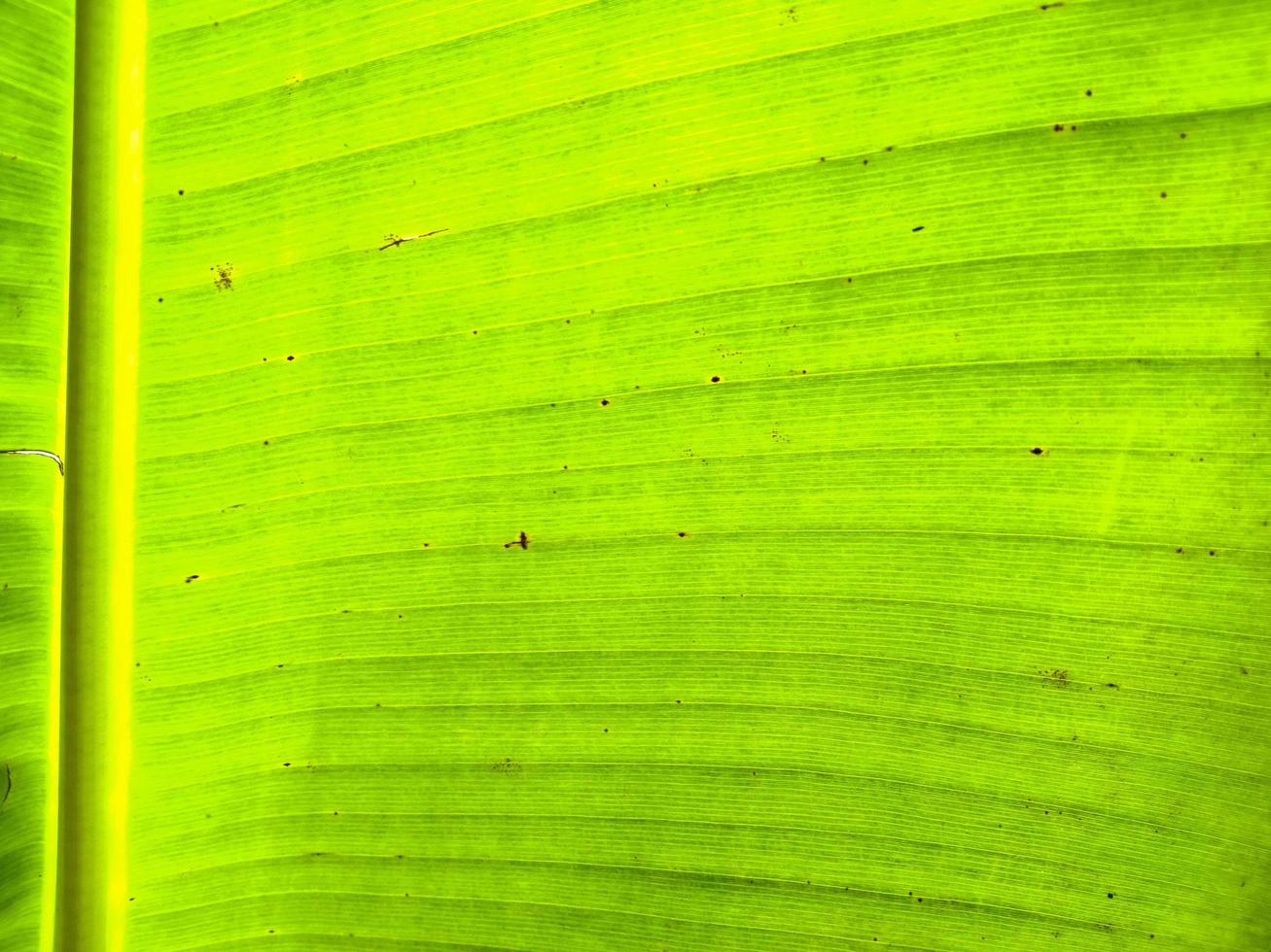 fermer la photo de texture de feuille verte