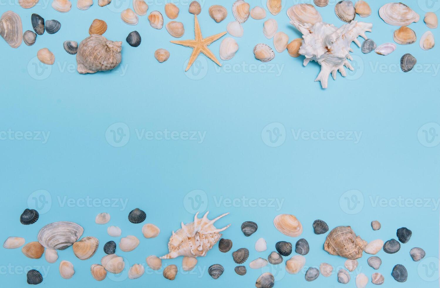 plat poser. Haut voir. Cadre de coquilles de divers sortes sur une bleu Contexte. coquillages et étoile de mer sur une pastel Contexte. vacances concept. Voyage concept. avec copie espace photo