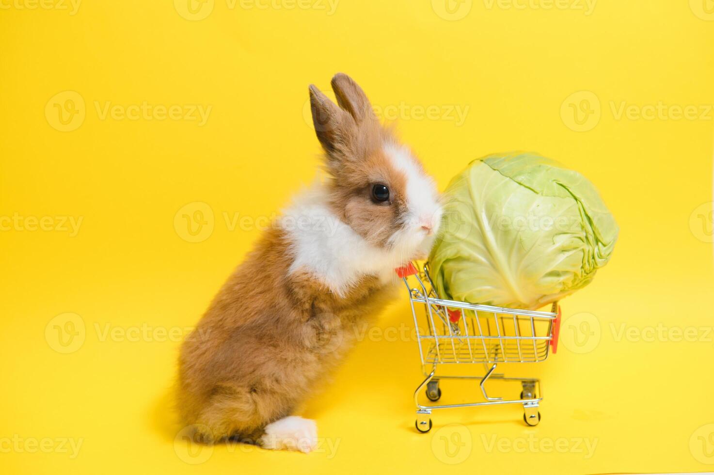 Jeune adorable lapin supporter sur coloré Contexte. mignonne bébé lapin pour Pâques et en ligne achats magasin pour animal de compagnie et légume. photo