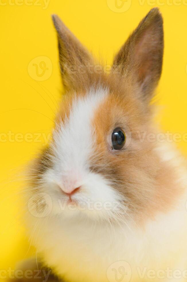 lapin sur Jaune Contexte. national animal, animal de compagnie. espace de copie. printemps, Pâques. photo