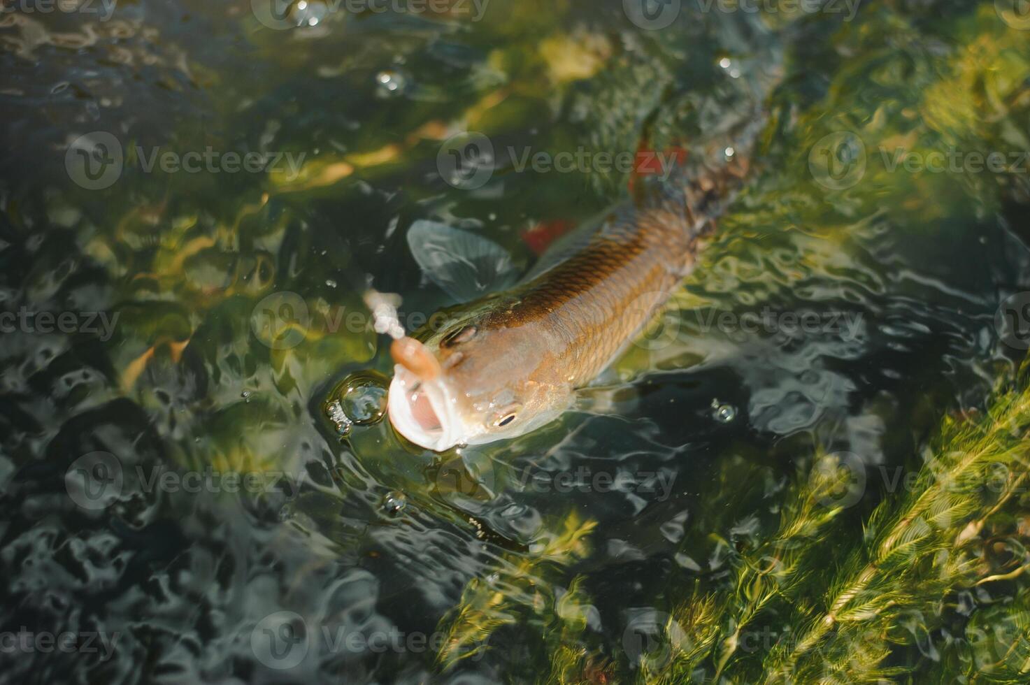 pêcheur, poisson sur une crochet dans le l'eau photo