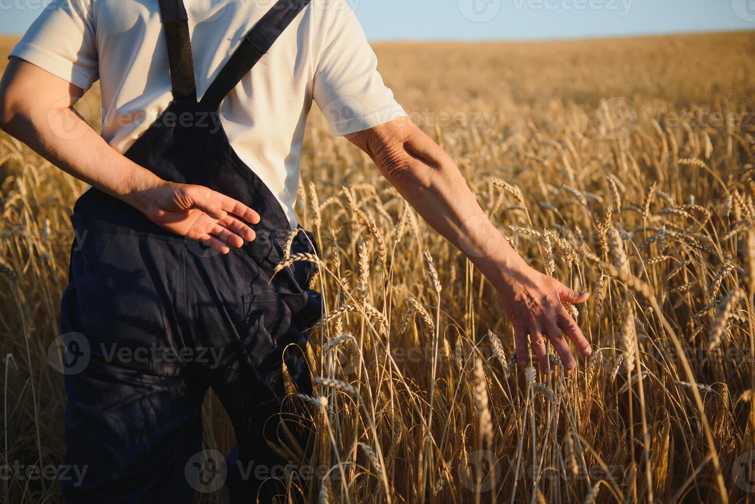 mains cueillir une bouquet de blé dans commande à vérifier pour le maturation de céréales dans le champ. le agriculteur chèques qu'il s'agisse le blé est mûr ou ne pas photo