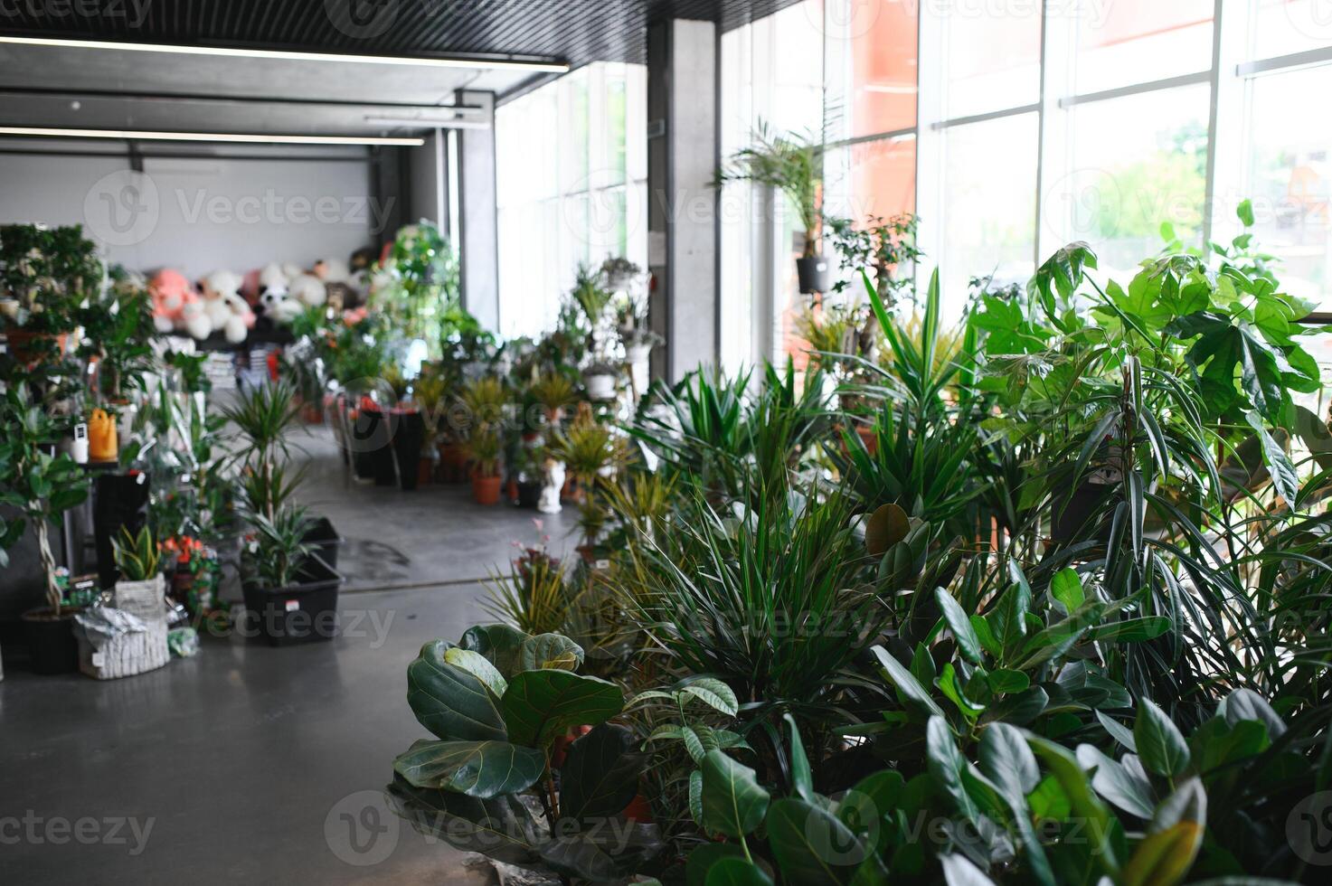 beaucoup différent les plantes dans fleur des pots dans fleurs magasin. jardin centre et de gros fournisseur concept. vert Contexte. beaucoup de feuilles. photo