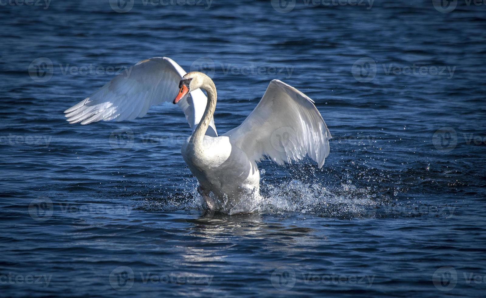 cygne tuberculé aux ailes déployées photo