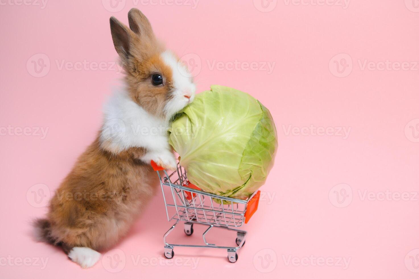 Jeune adorable lapin supporter sur coloré Contexte. mignonne bébé lapin pour Pâques et en ligne achats magasin pour animal de compagnie et légume. photo