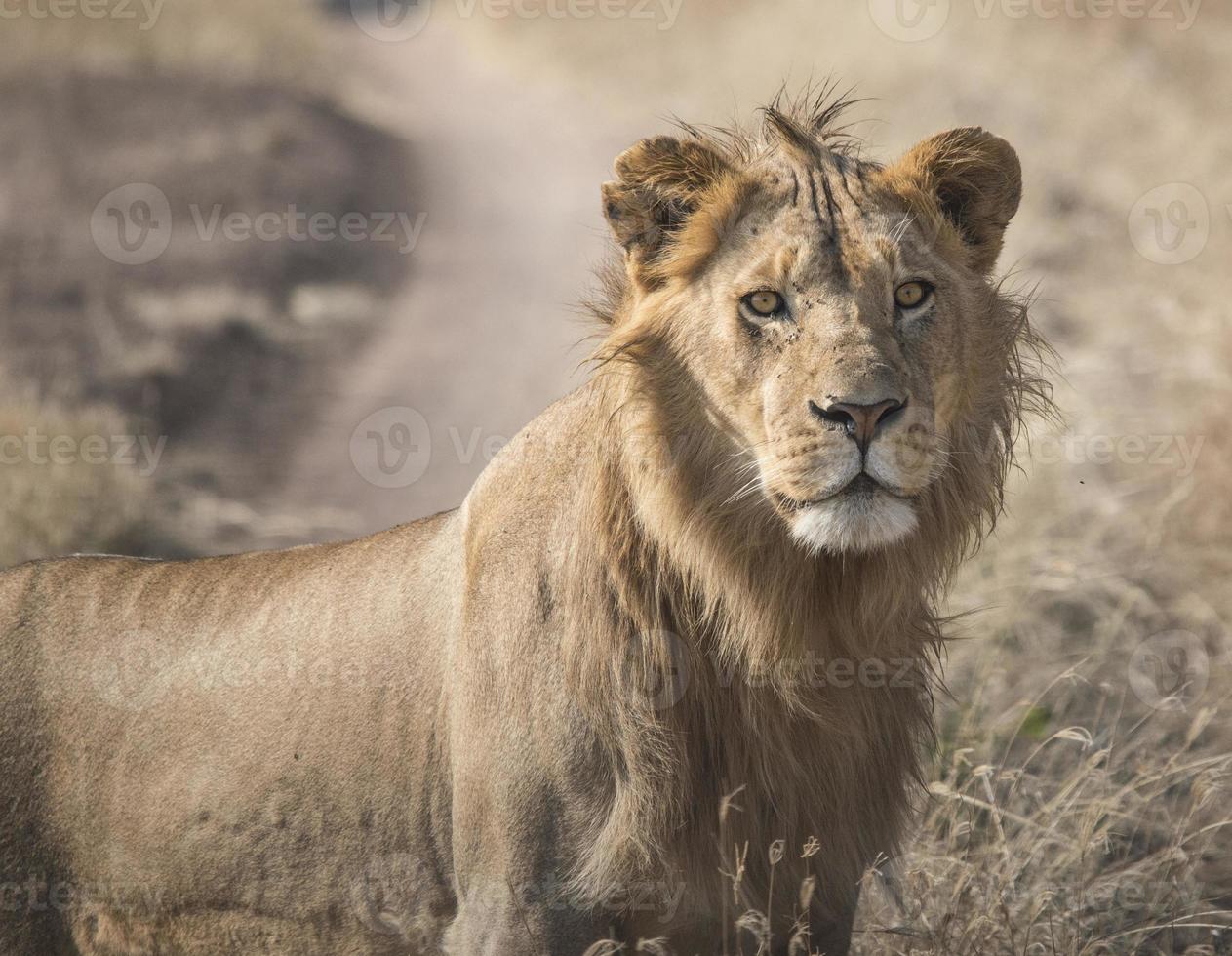 jeune mâle lion photo