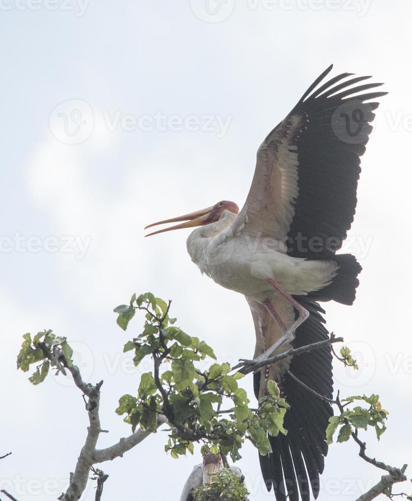 cigogne à bec jaune photo