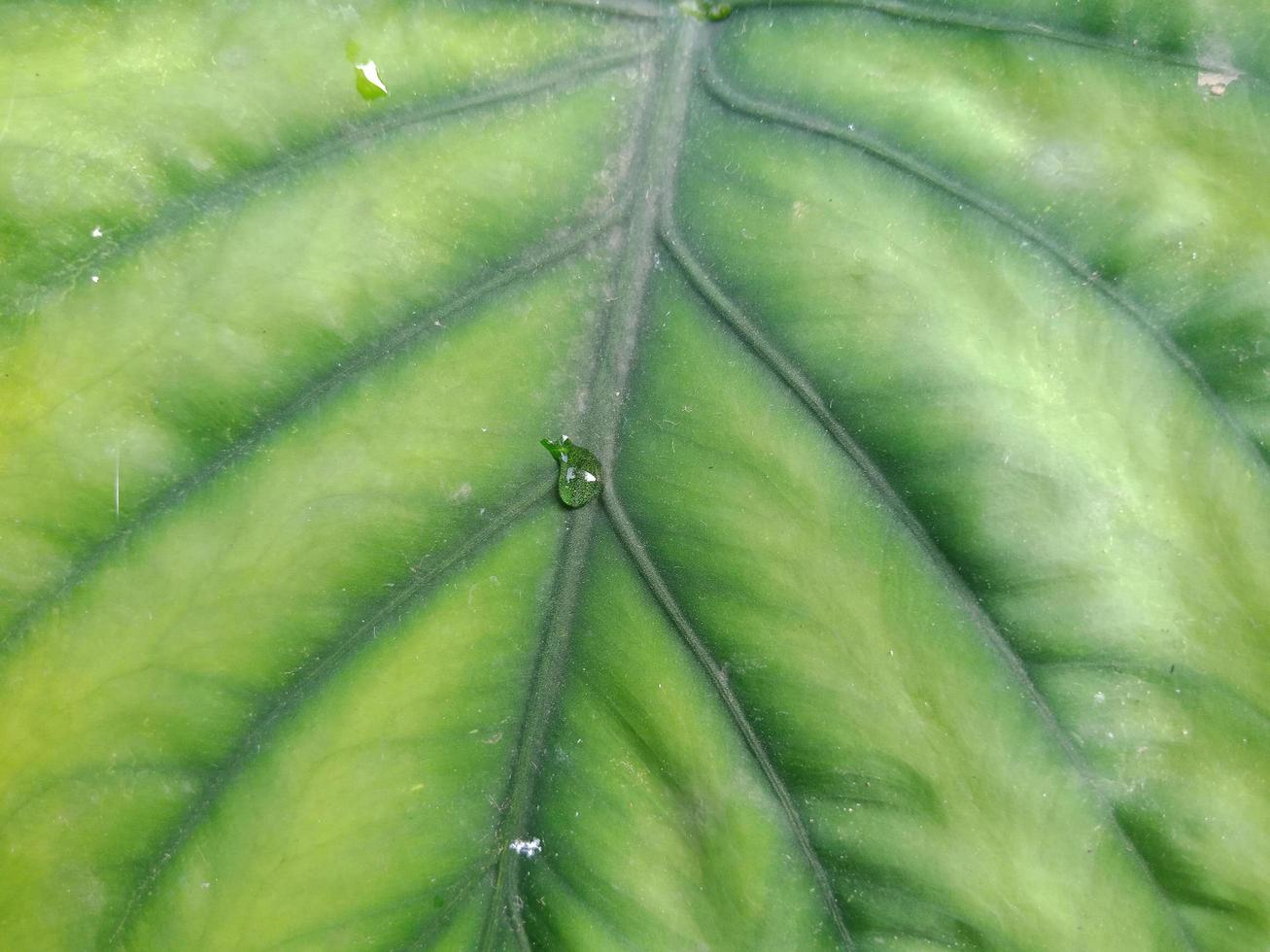 Close up macro paysage texture de la veine de la feuille verte pour la nécessité d'arrière-plan photo