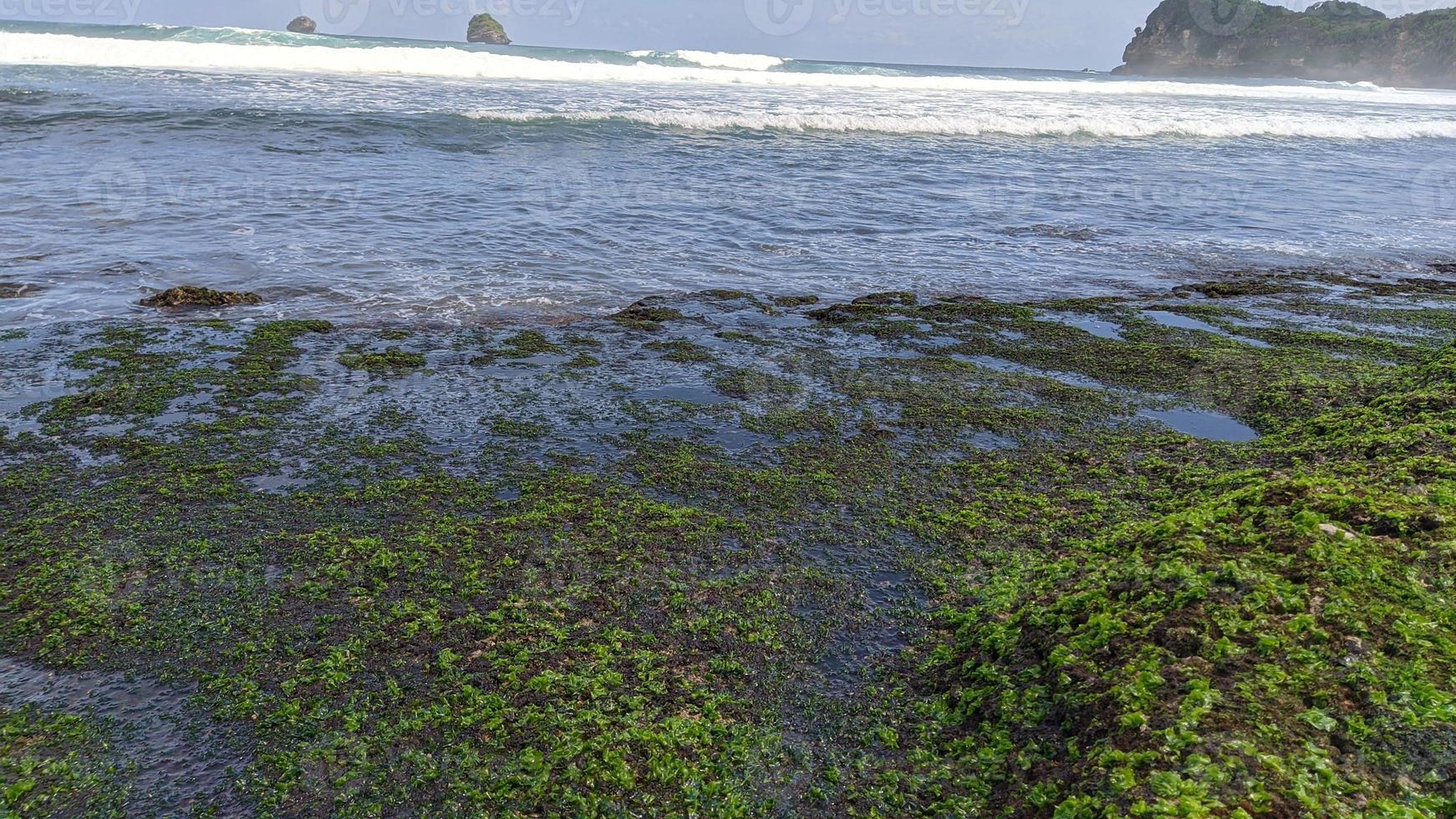 herbe verte et coraux sur la plage en journée ensoleillée photo