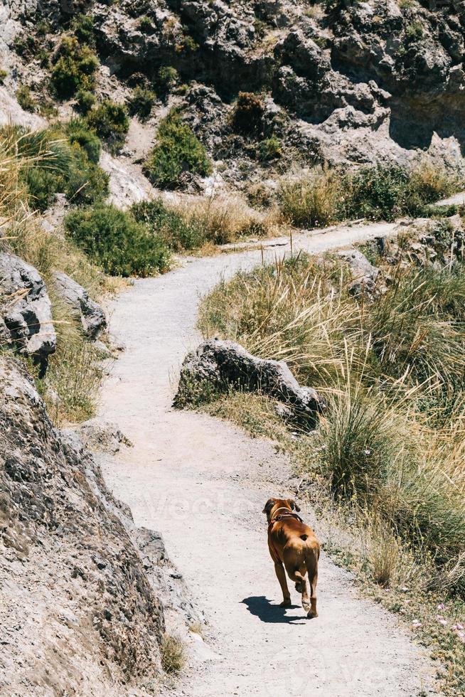 chien boxer marchant dans la montagne. cahorros, grenade, espagne photo
