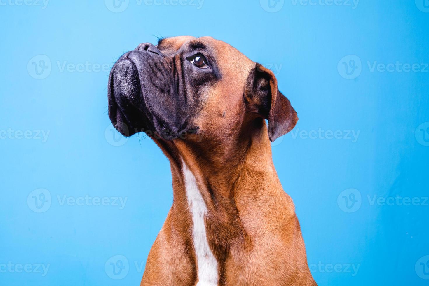 chien boxer dans le studio photo sur fond bleu