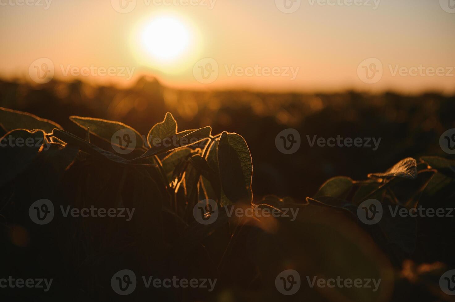 Lignes de champ de soja au coucher du soleil photo