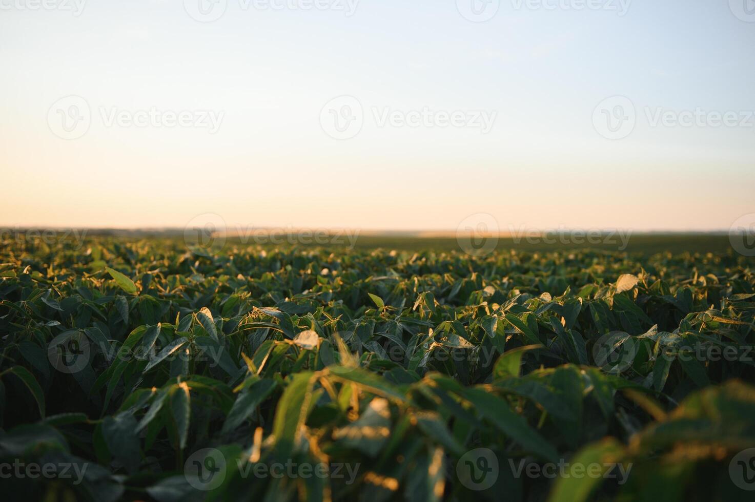 soja champ et soja les plantes dans de bonne heure Matin lumière. soja agriculture photo