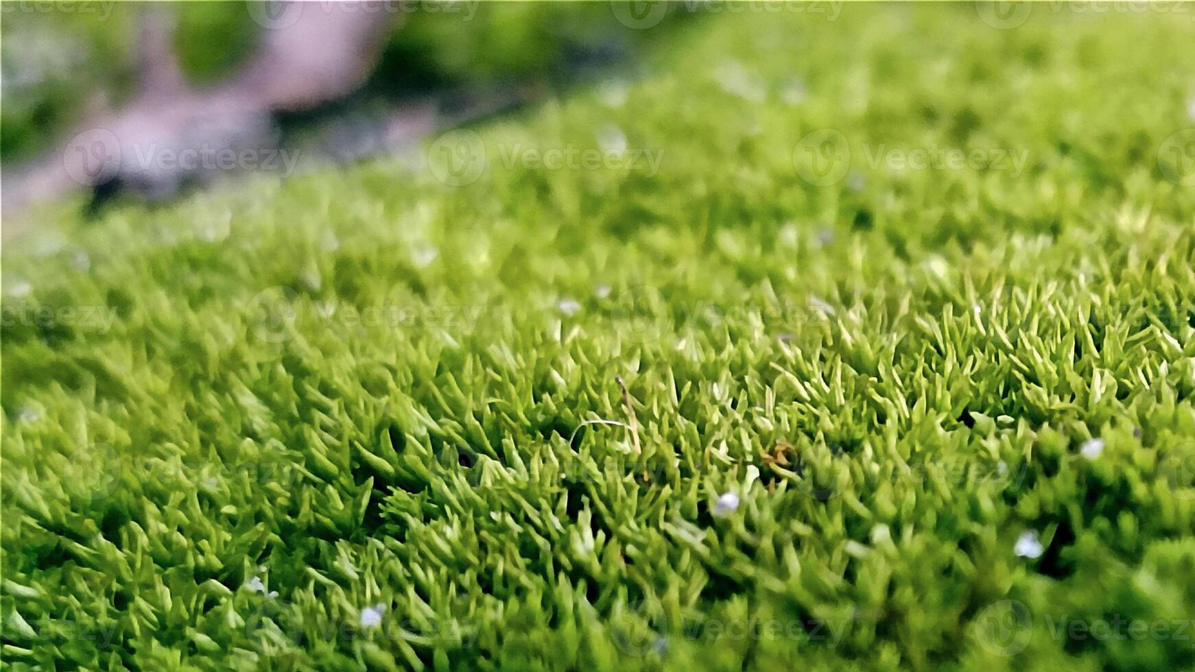 vert herbe ou mousse Contexte texture photo