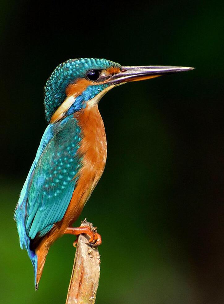 oiseau la photographie, oiseau image, plus magnifique oiseau la photographie, la nature la photographie photo