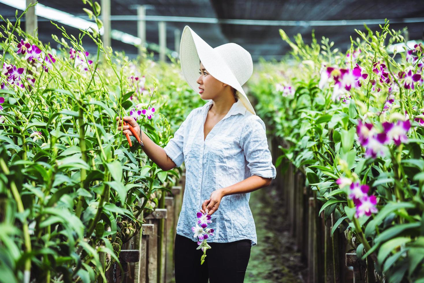 jardinier femme asiatique. orchidée de coupe dans un jardin d'orchidées. photo