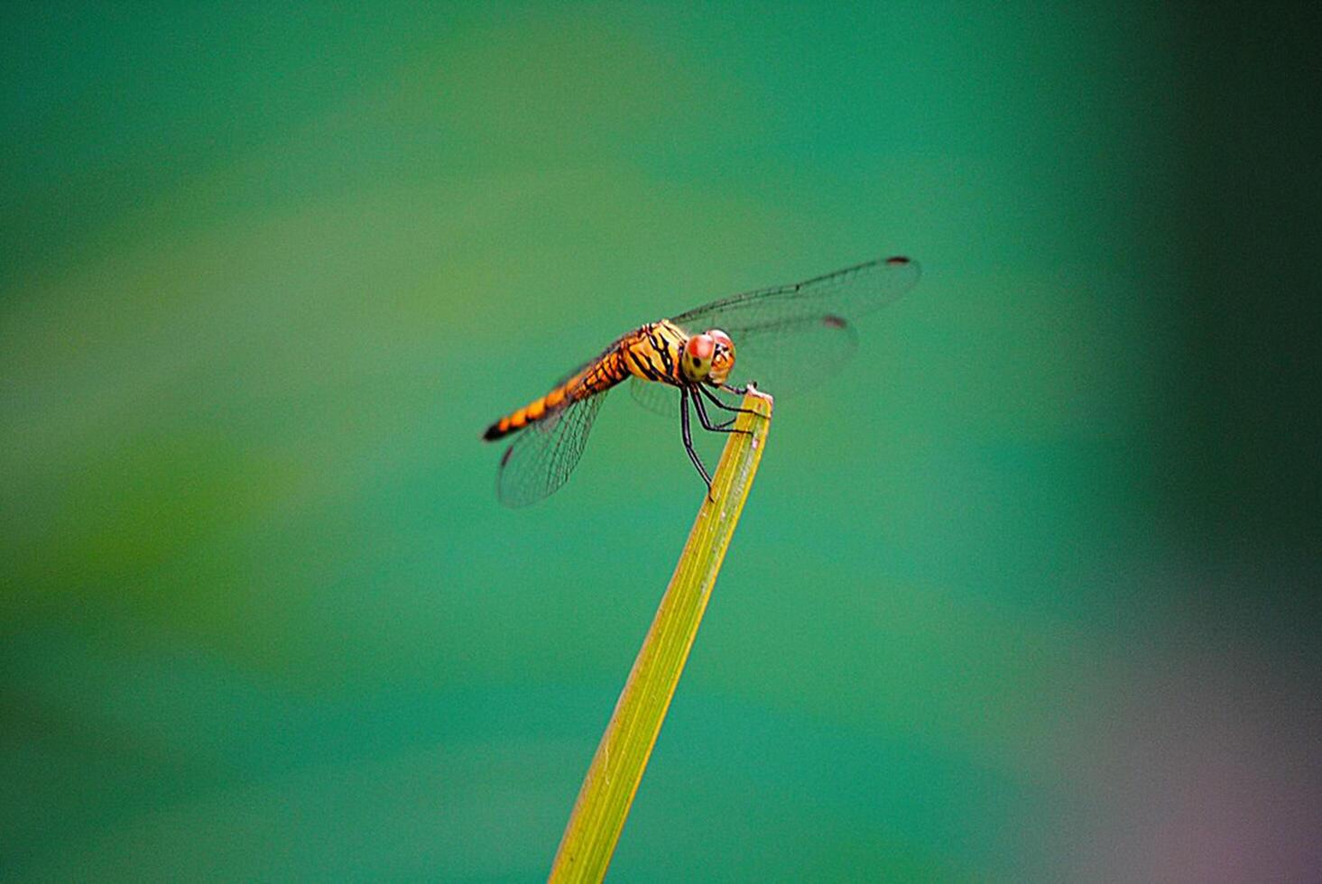 libellule la photographie, fermer coup de une libellule dans le Naturel environnement photo