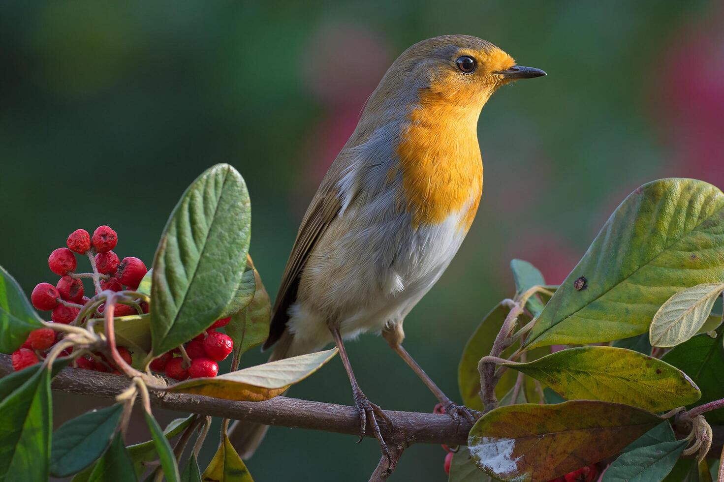 oiseau la photographie, oiseau image, plus magnifique oiseau la photographie, la nature la photographie photo