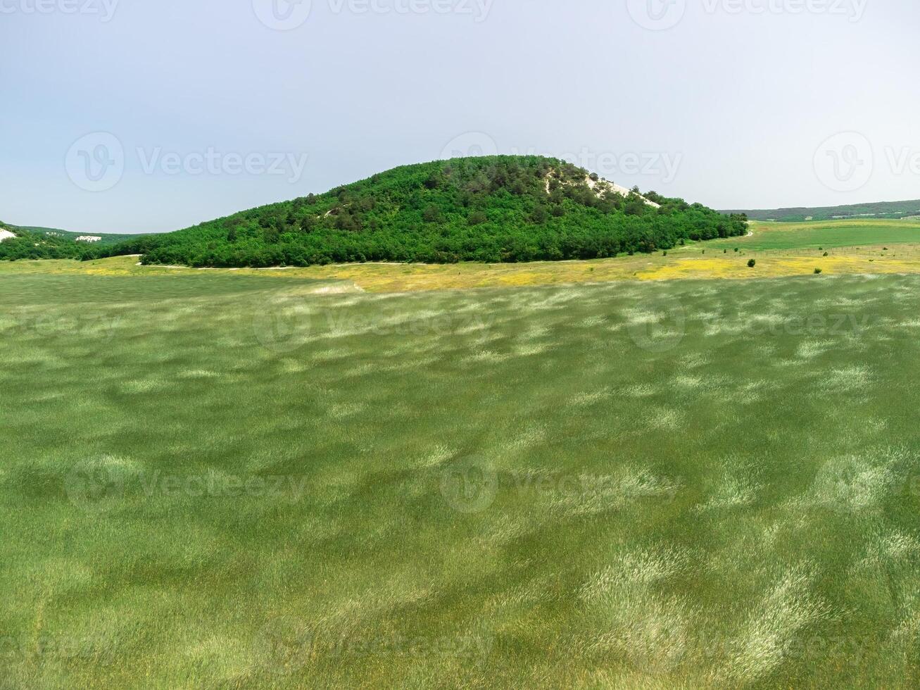 aérien vue sur vert blé champ dans campagne. champ de blé soufflant dans le vent comme vert mer. Jeune et vert épillets. oreilles de orge surgir dans la nature. agronomie, industrie et nourriture production. photo