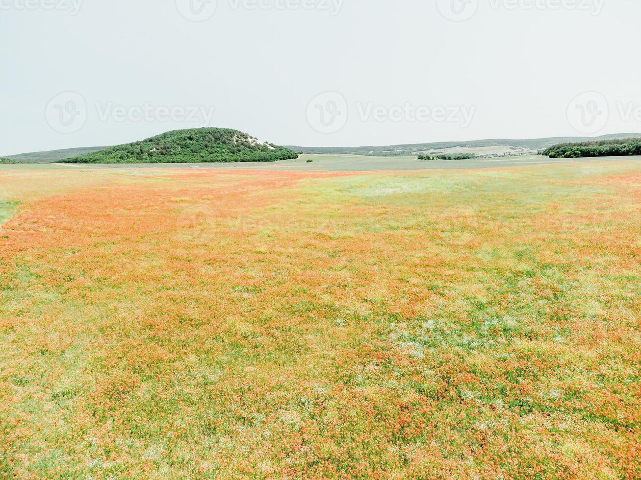 champ de rouge coquelicots. aérien voir. magnifique champ écarlate coquelicots fleurs avec sélectif se concentrer. rouge coquelicots dans doux lumière. clairière de rouge coquelicots. papaver sp. personne photo