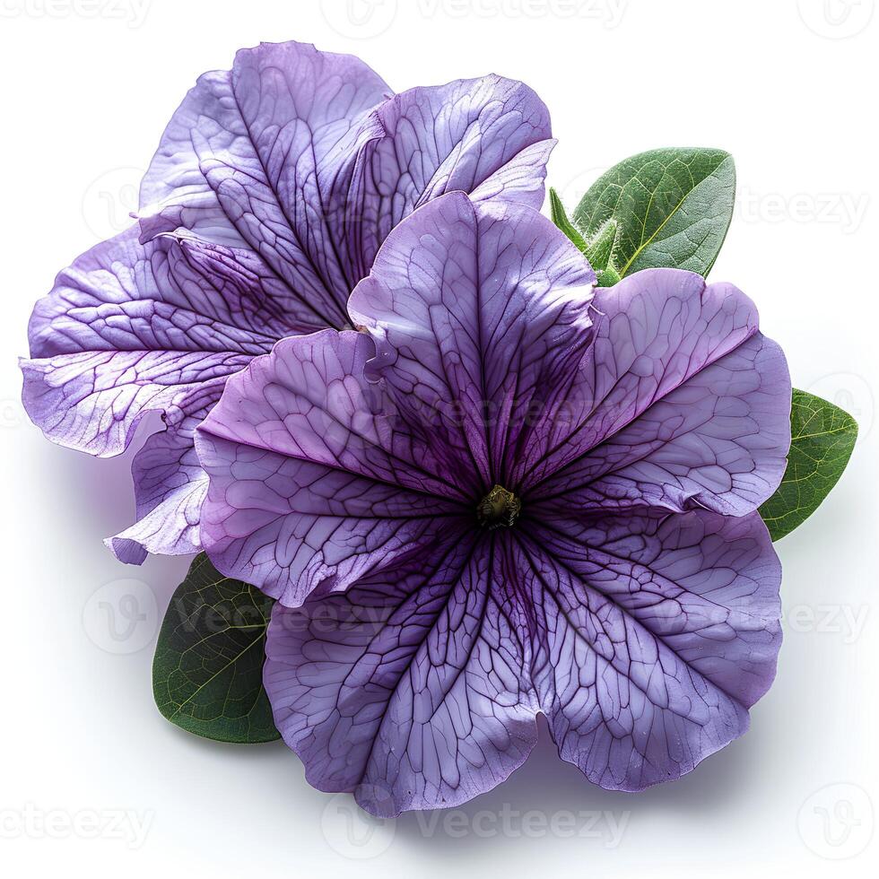 ai généré violet pétunia fleur isolé sur blanc ombre avec Contexte. violet fleur isolé. pétunia Haut vue photo