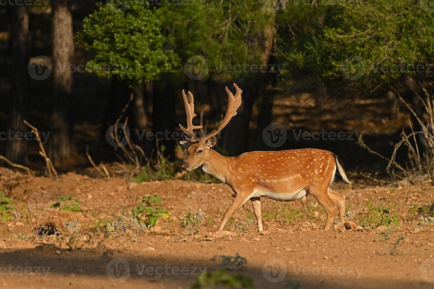 Masculin jachère cerf en marchant dans le forêt photo