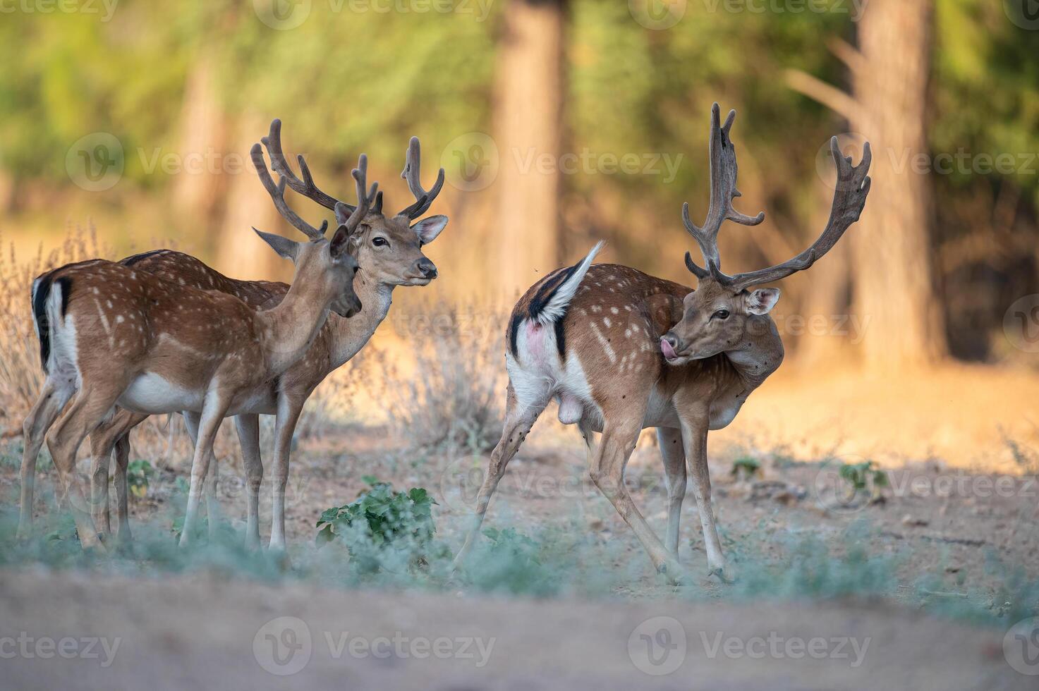 Masculin jachère cerf en voyageant dans le forêt. jachère cerf, dama dama photo