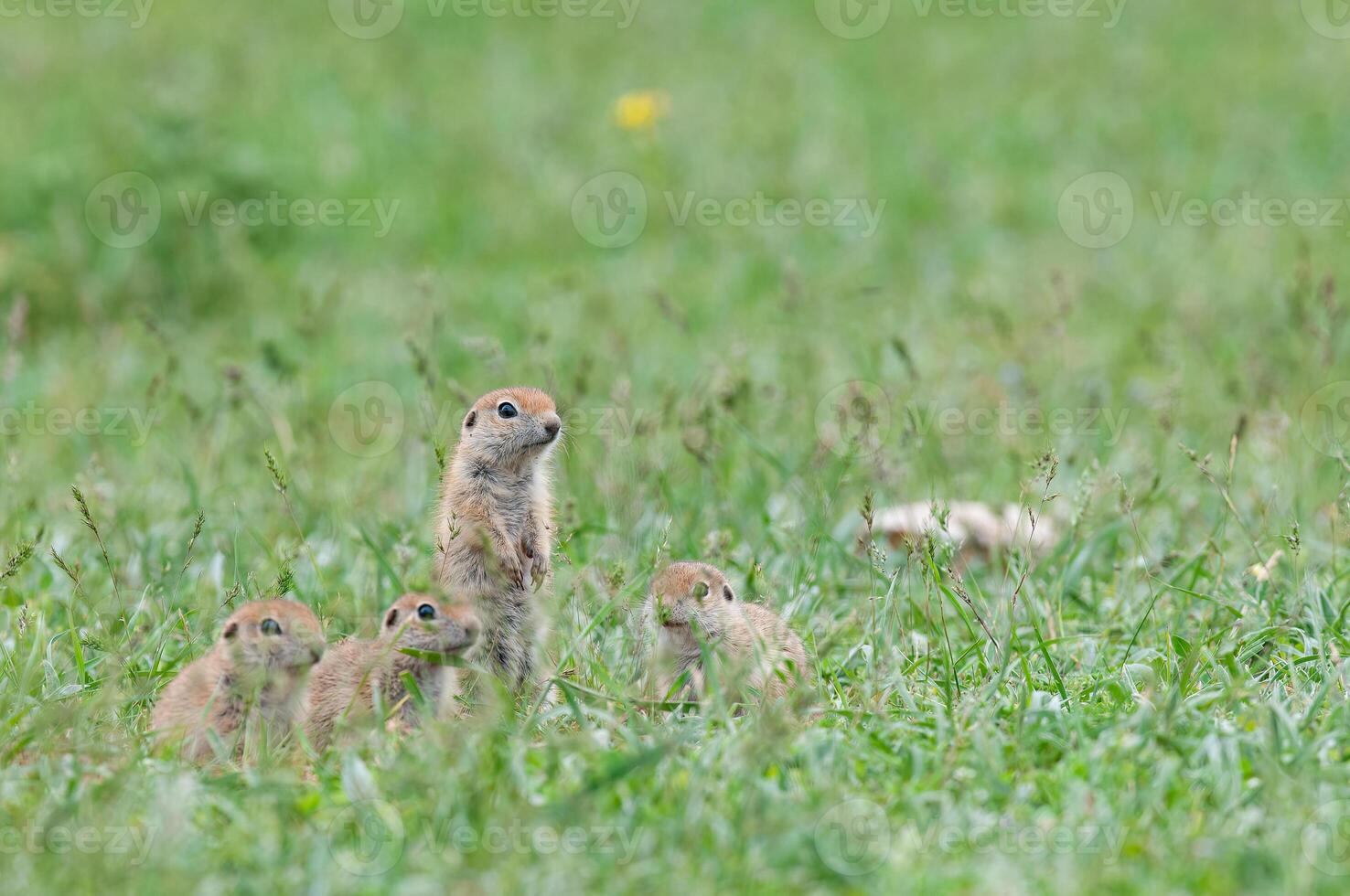 une groupe de curieuse sol écureuil chiots dans le herbe. mignonne marrant animal sol écureuil. vert la nature Contexte. photo