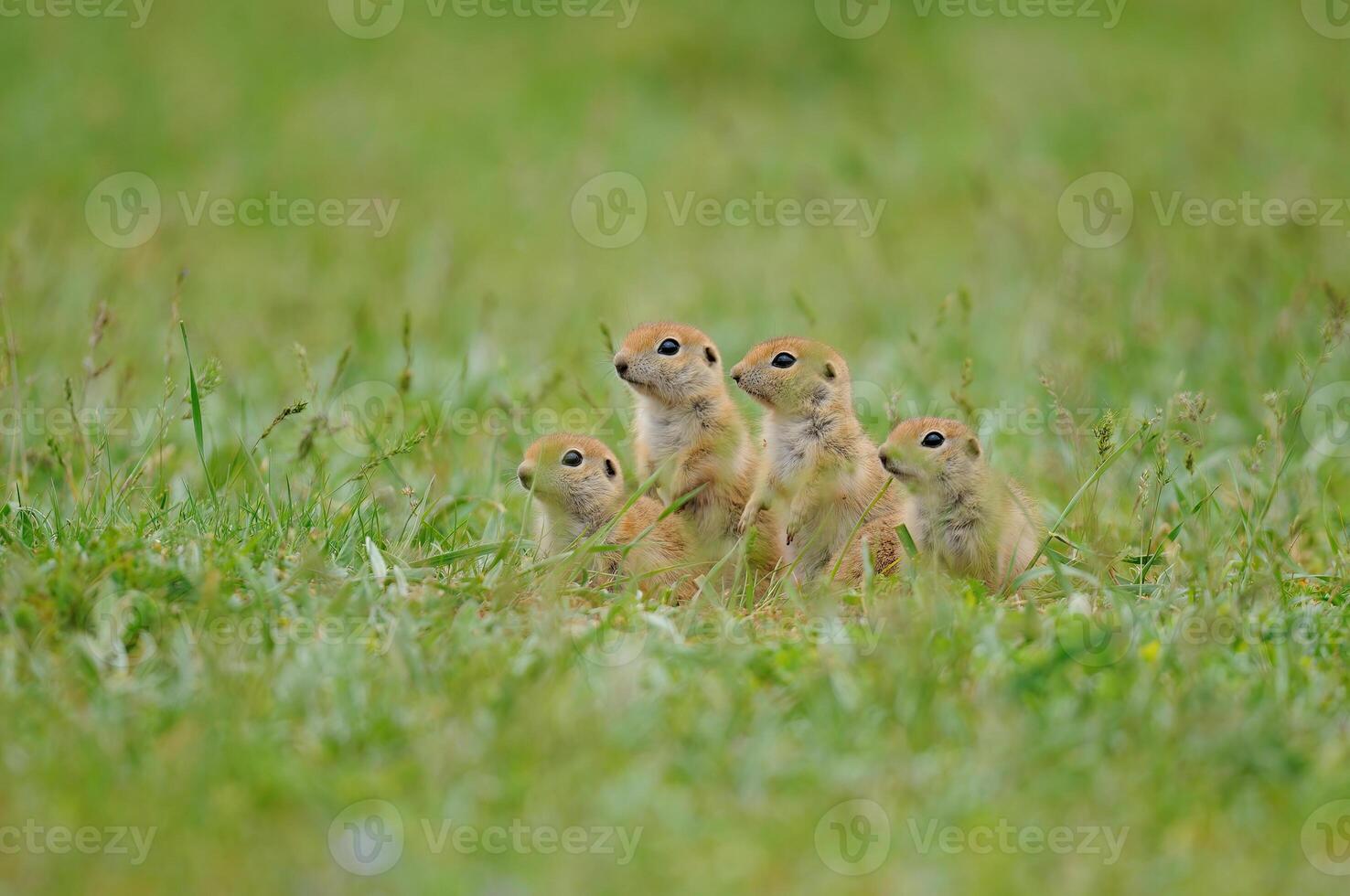 curieuse sol écureuil poussins en train de regarder le vert herbe. photo