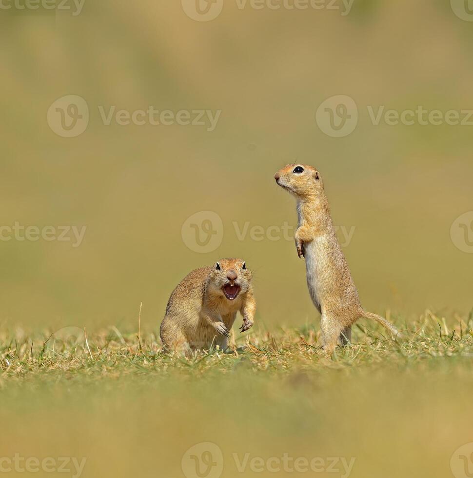 en colère animaux. anatolien souslik-sol écureuil dans dinde photo