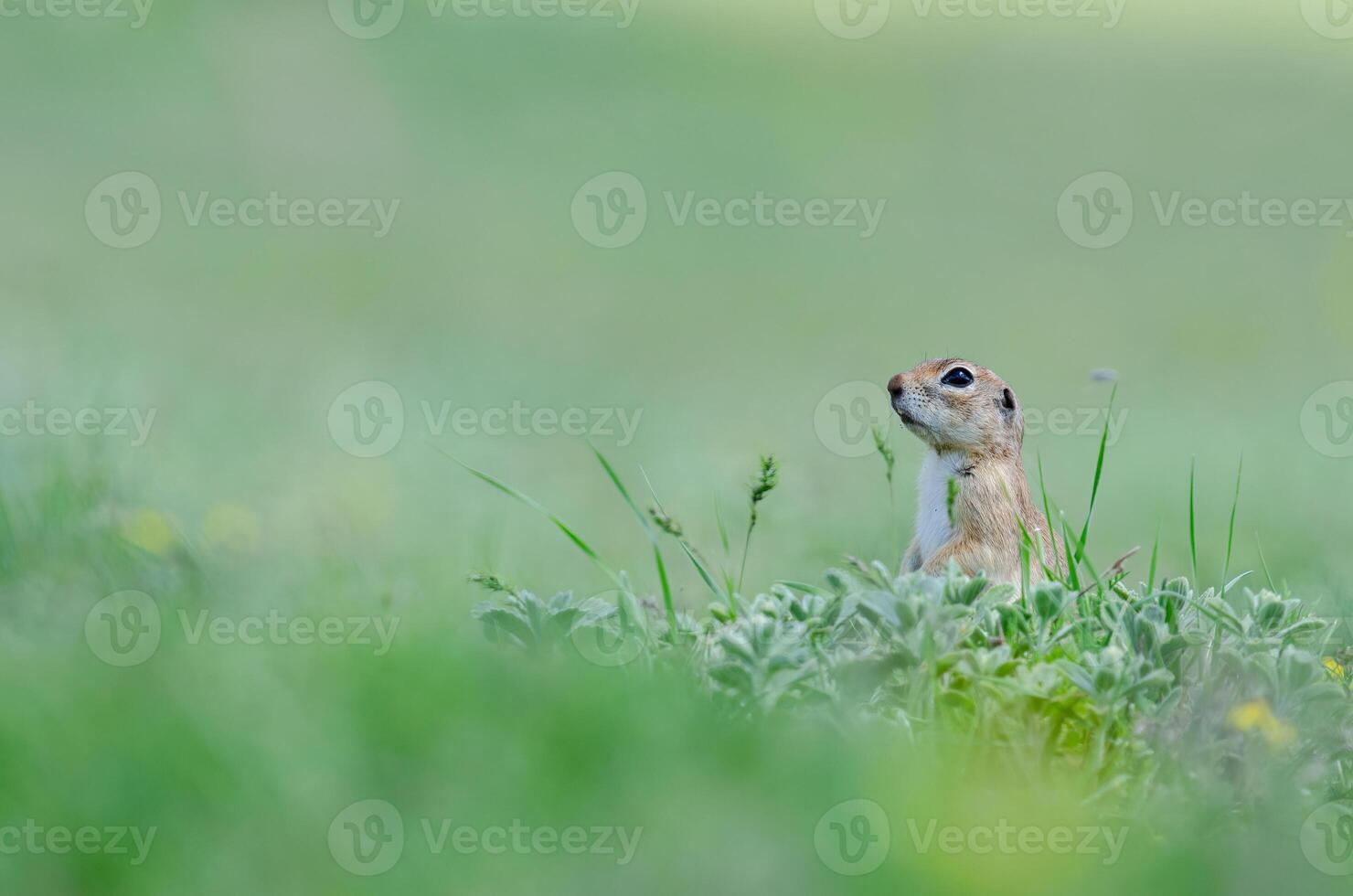 sol écureuil dans le herbe. mignonne marrant animal sol écureuil. vert la nature Contexte. photo