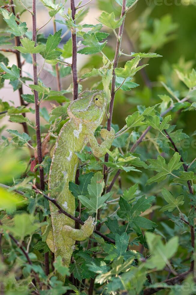 caméléon sur le branche de une buisson. chamaeleo caméléon. photo