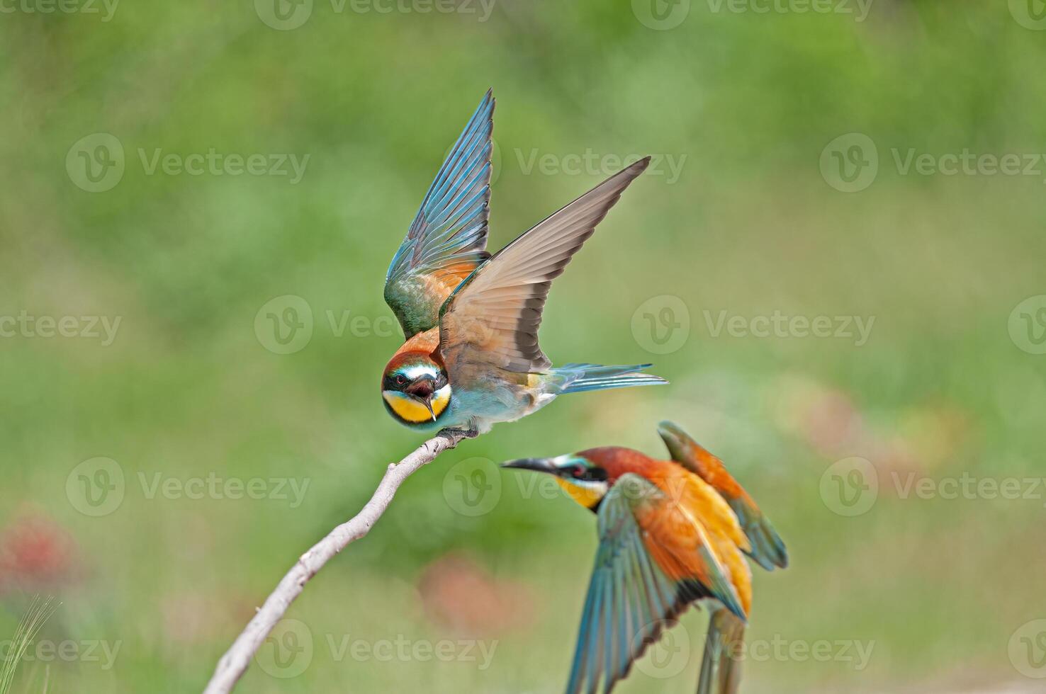 combat européen les guêpiers, merops apiastre. vert Contexte. coloré des oiseaux. photo