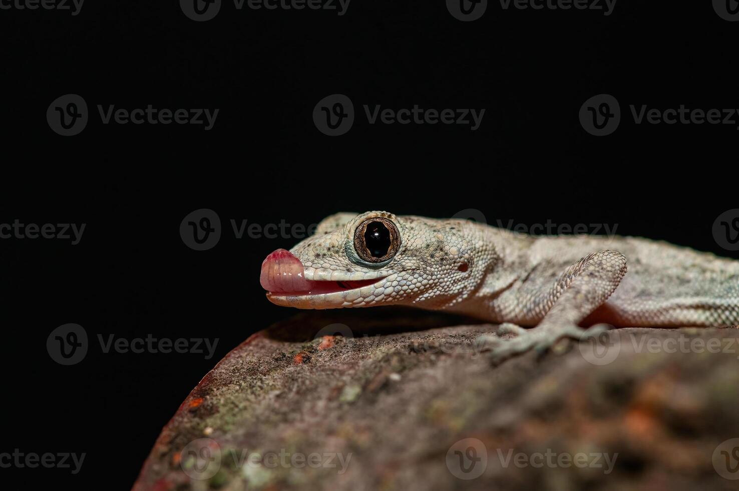 fermer de Kotsch's pieds nus gecko dans ses Naturel habitat, sur une arbre souche médiodactyle kotschyi. une gecko lécher ses œil. photo