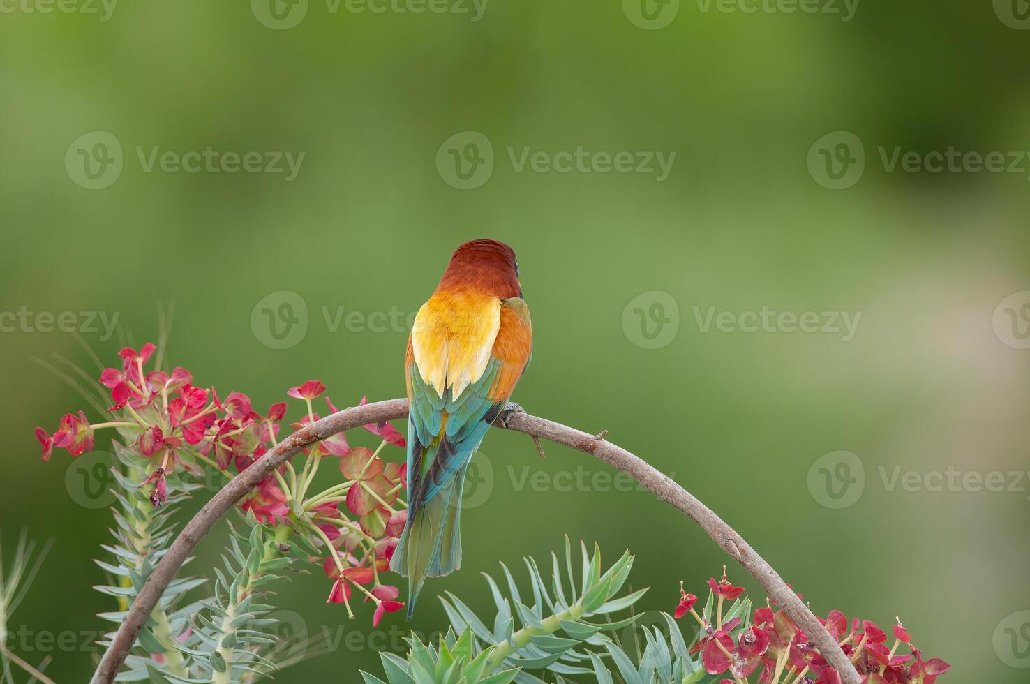 européen les guêpiers, merops apiaster sur le branche. vert Contexte. coloré des oiseaux. retour détail. photo