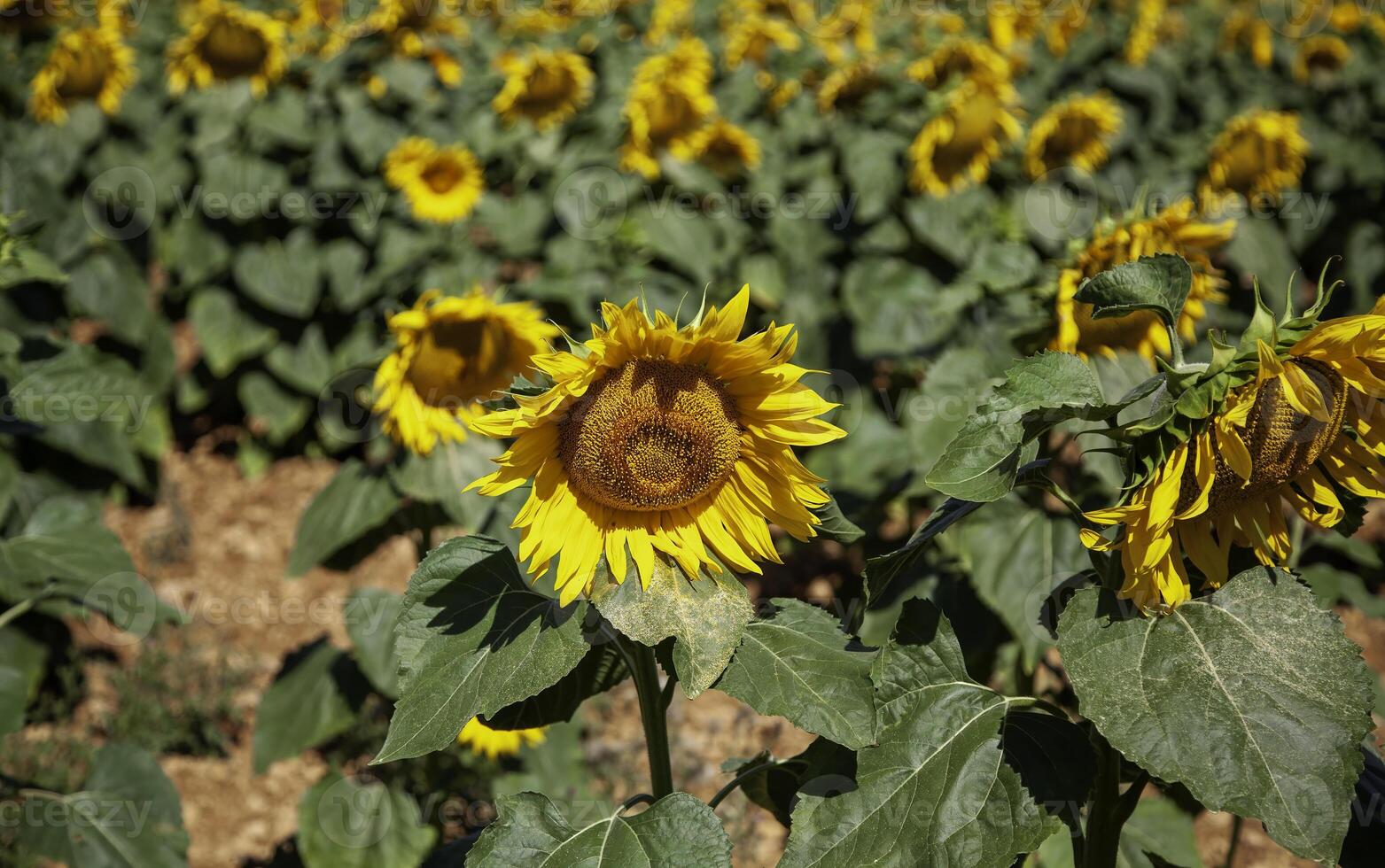 tournesols dans le champ photo