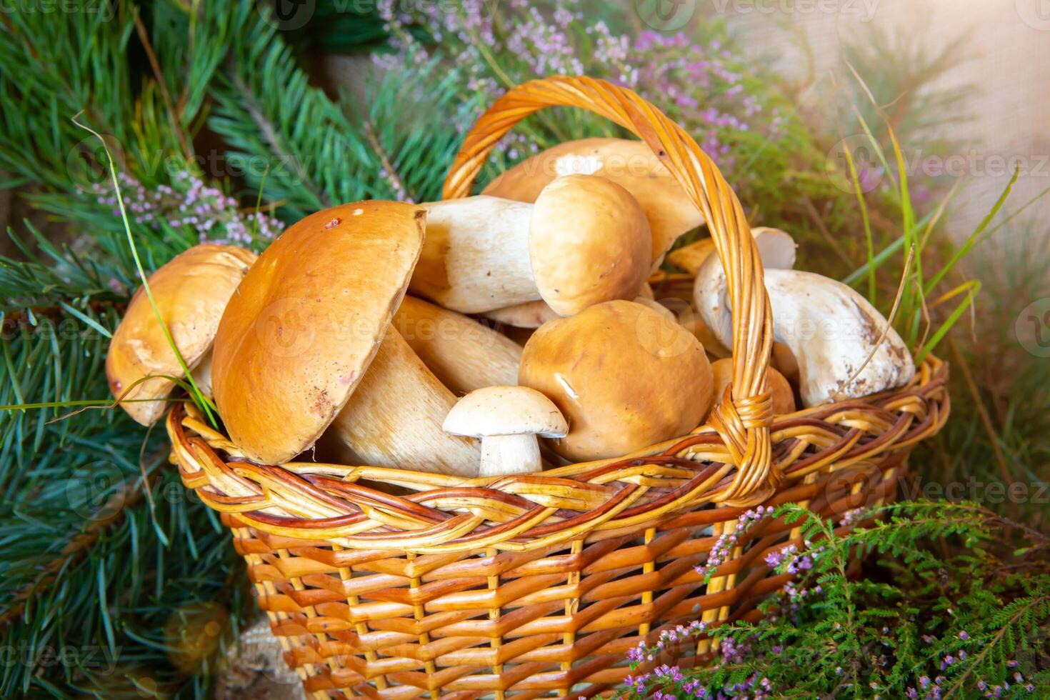 forêt champignons dans le panier. blanc champignons. l'automne Contexte avec champignons et forêt feuillage. endroit pour texte. photo