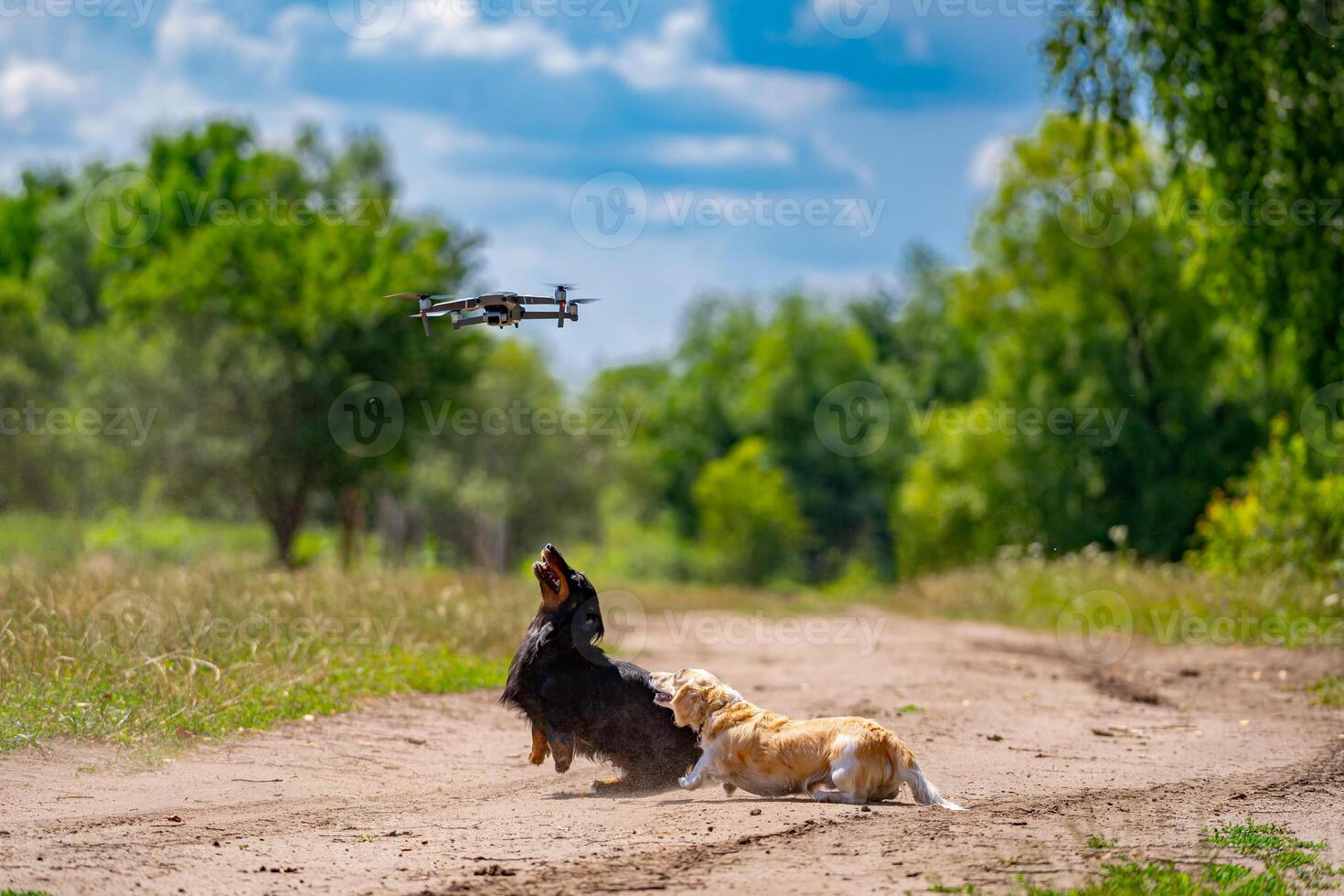 deux chiens de petit races sont en jouant Extérieur. vert la nature Contexte. gingembre et noir chien. photo