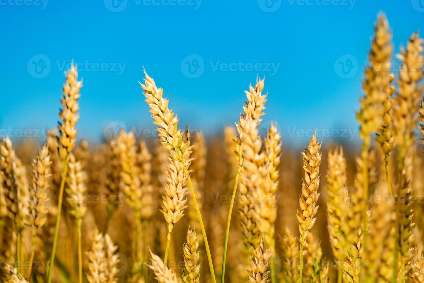 d'or blé contre bleu ciel. coloré photo. fermer. photo