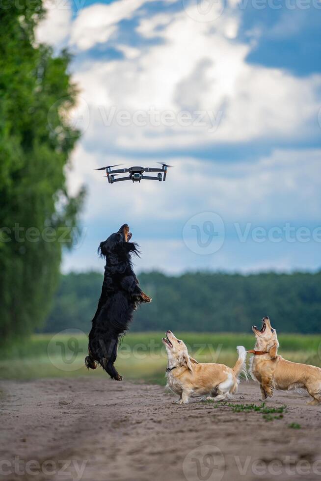 Trois chiens sauter en essayant à capture une bourdon. la nature Contexte. petit races. photo