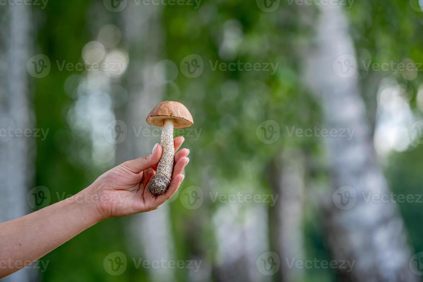 femelle mains tenir champignon collecté dans le forêt. frais, délicieux. flou forêt Contexte. photo