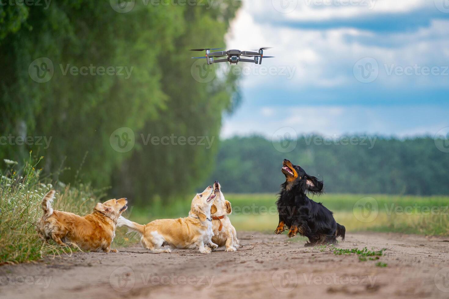 quatre chiens en jouant à l'extérieur avec bourdon. content chiens sur la nature Contexte. petit races. photo