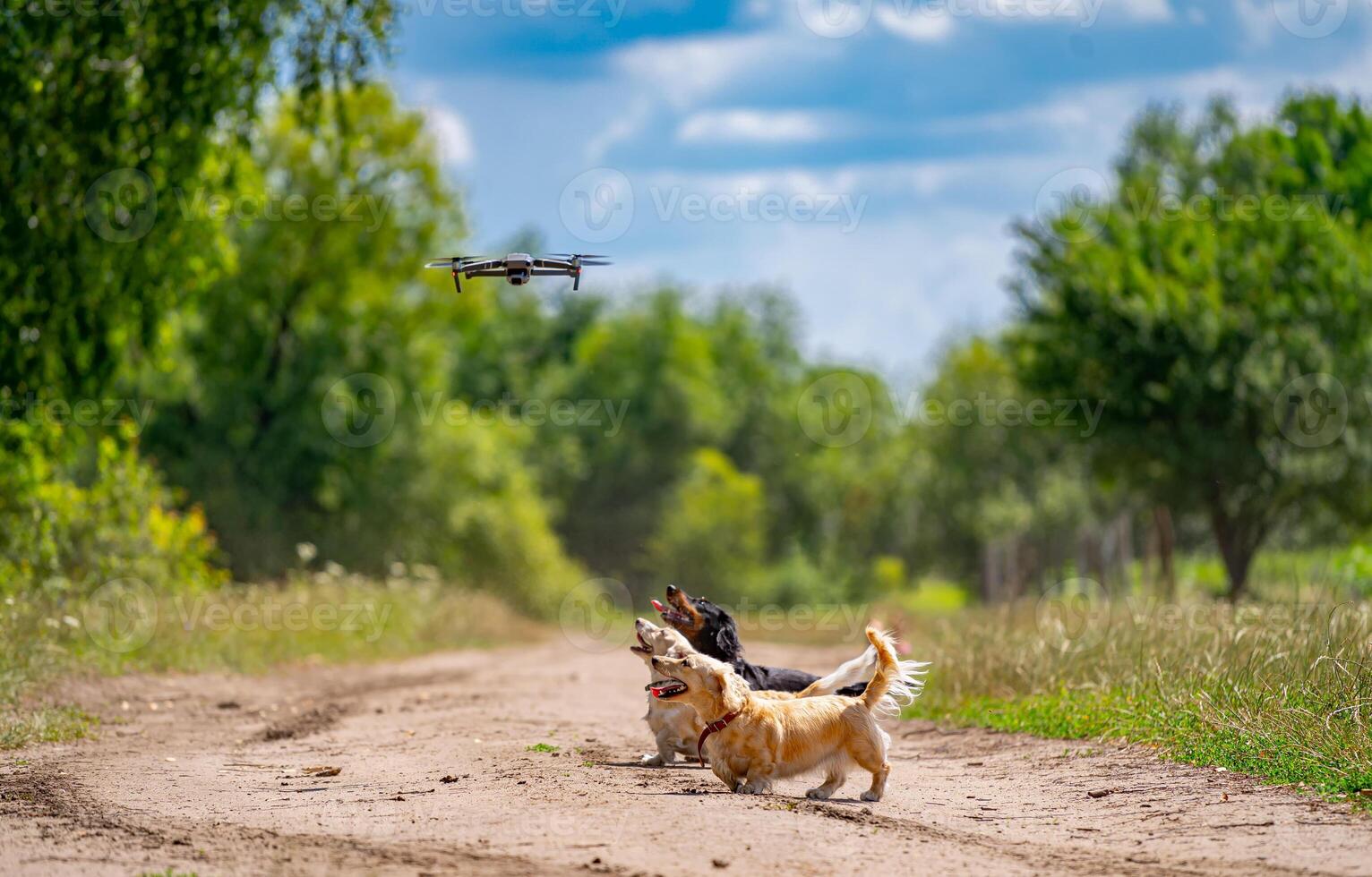 Trois chiens sauter tandis que en essayant à capture une bourdon. la nature Contexte. petit races. photo