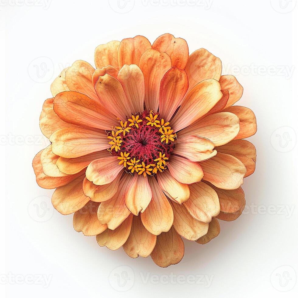 ai généré Frais zinnia fleur isolé sur blanc Contexte. fermer tir. photo