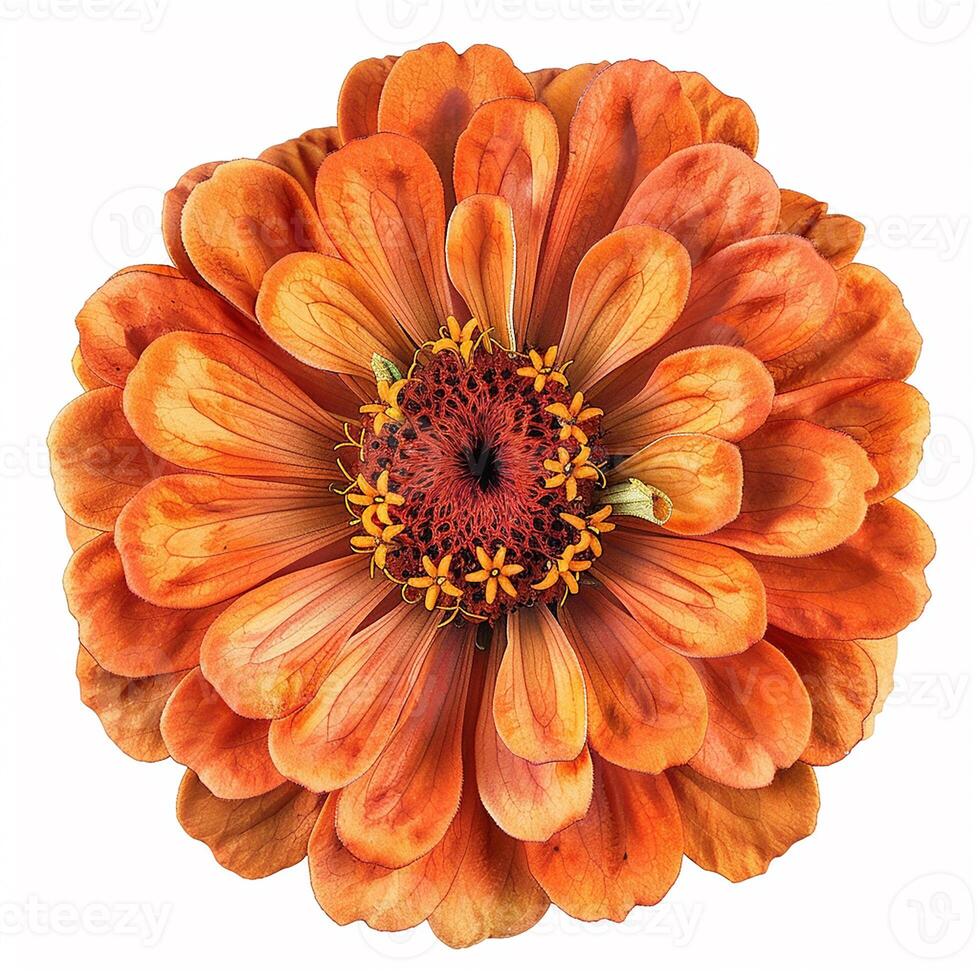 ai généré Frais zinnia fleur isolé sur blanc Contexte. fermer tir. photo