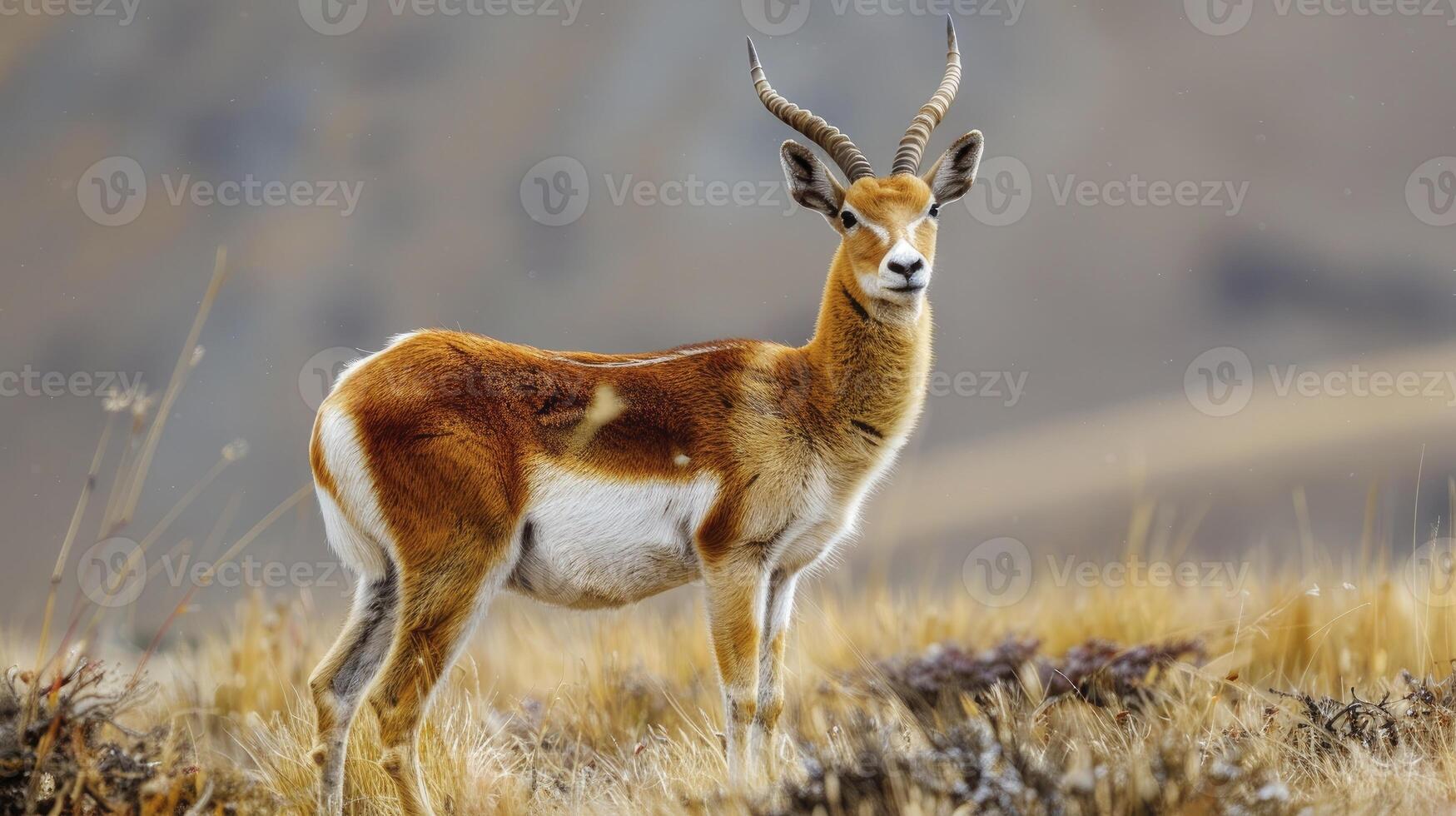 ai généré dans le région sauvage, le majestueux Tibétain antilope, panthères hodgsonii, roaming librement dans ses Naturel habitat photo