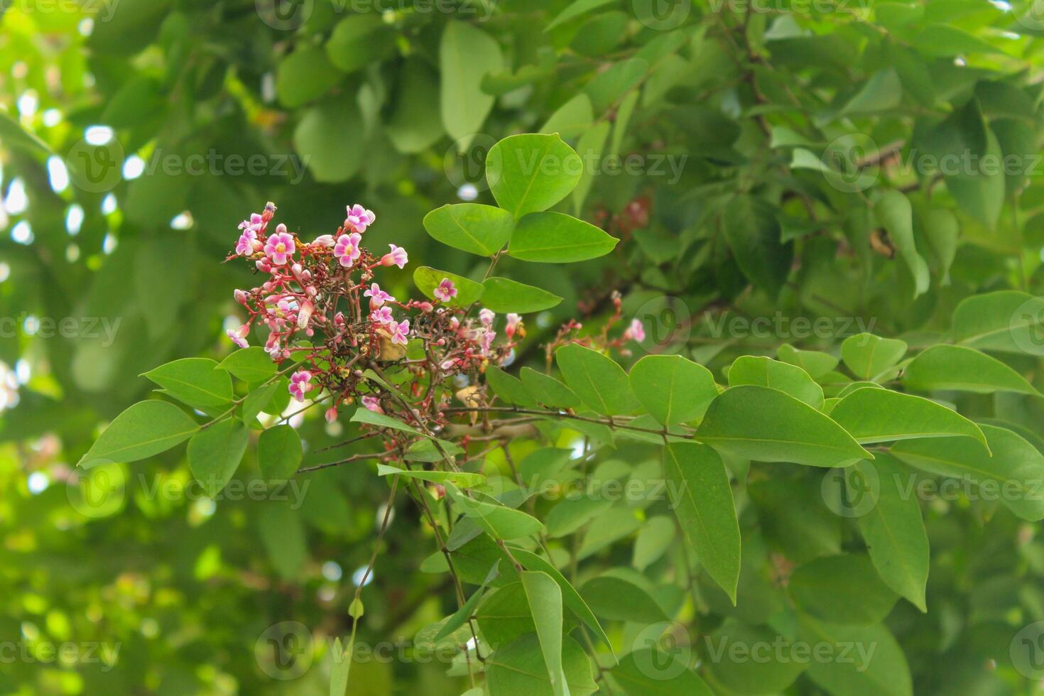 épanouissement fleurs et étoile fruit feuilles photo