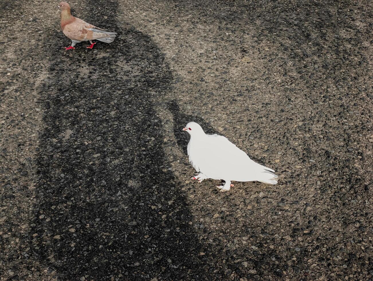 sauvage pigeons sont en marchant autour photo