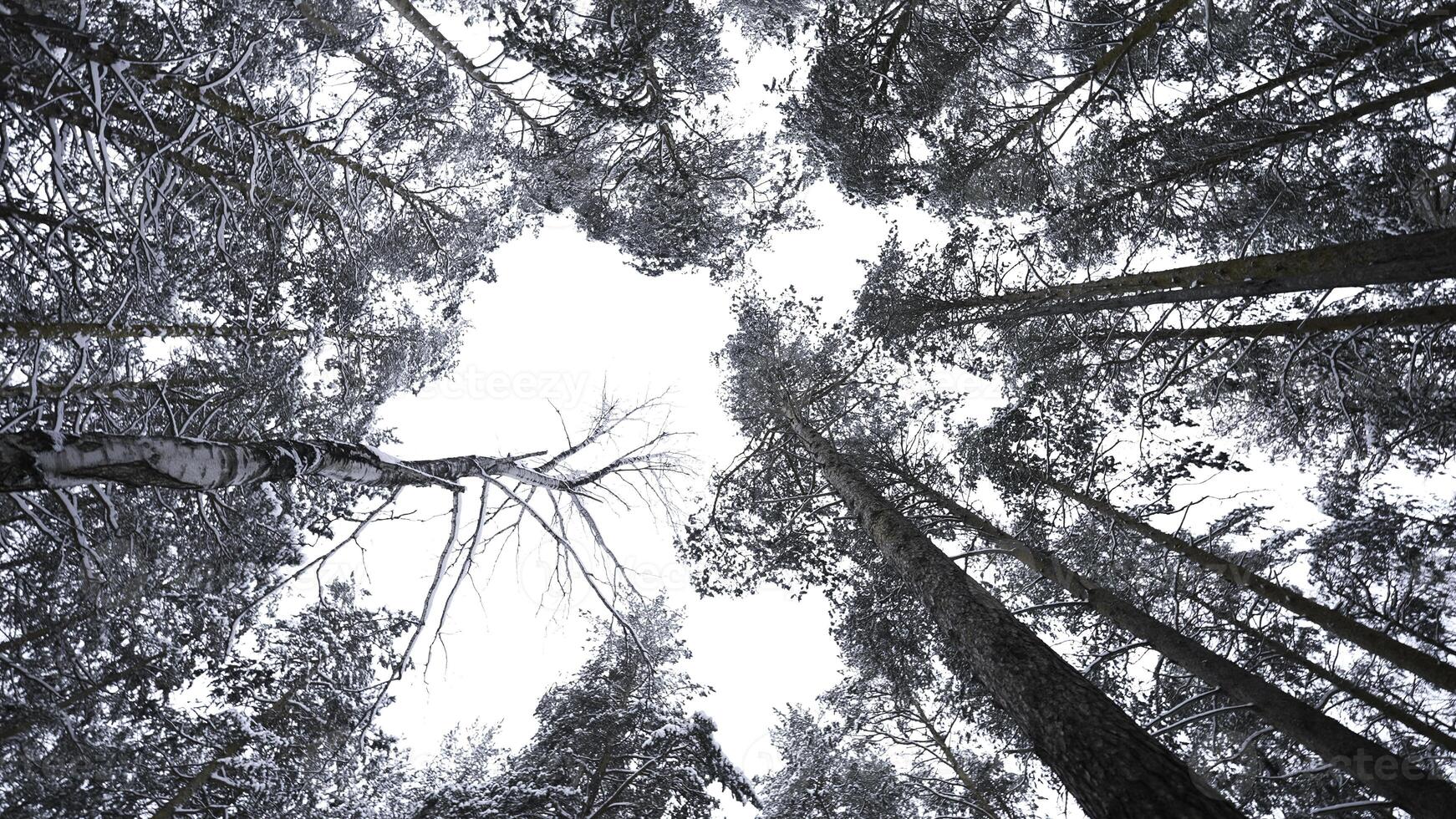 vertigineux vue de hiver des arbres. médias. magnifique vue de au dessous de de arbre couronnes dans hiver forêt. magnifique tournant vue de cime des arbres dans hiver photo